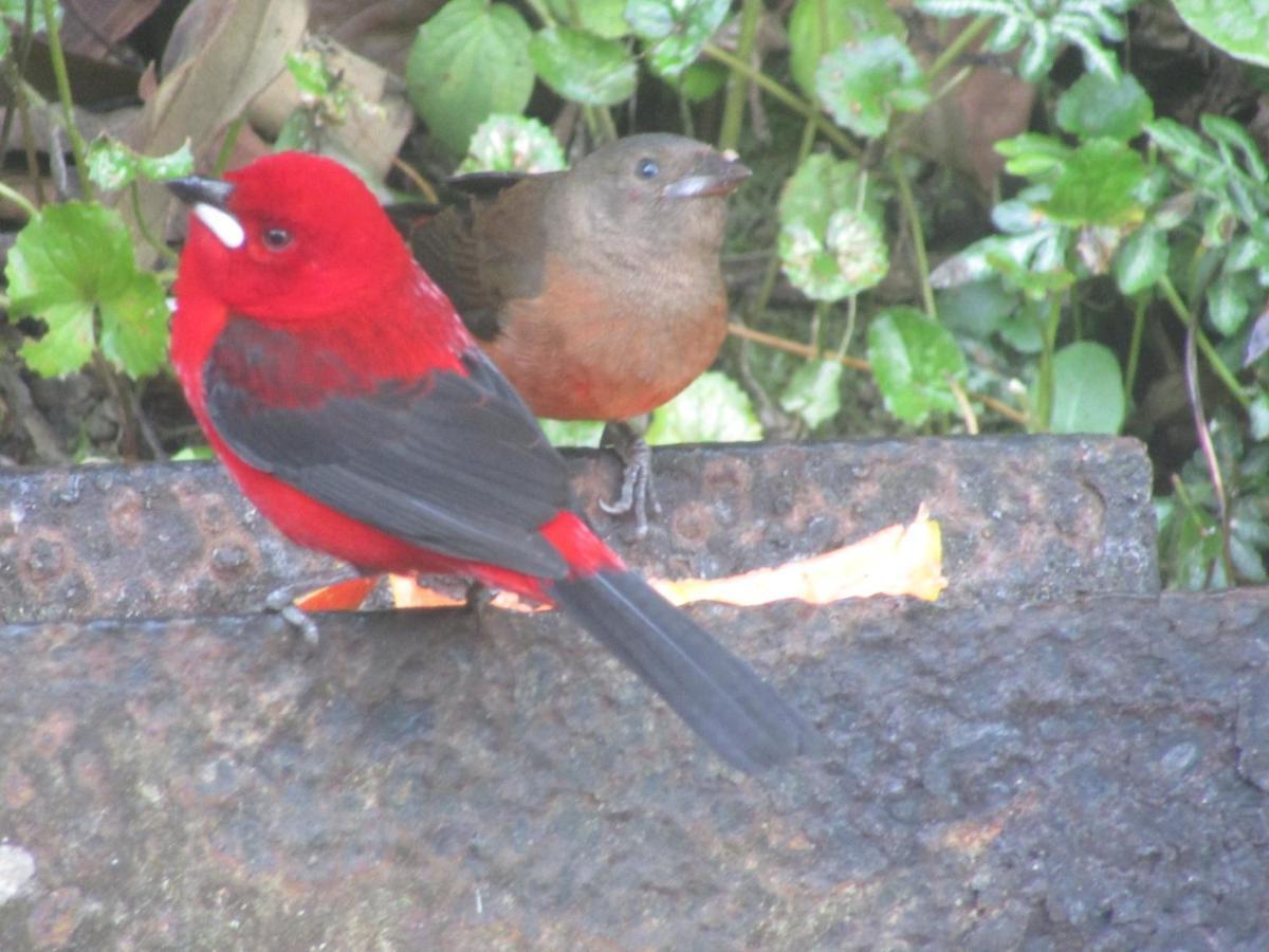 Estalagem Arboretum