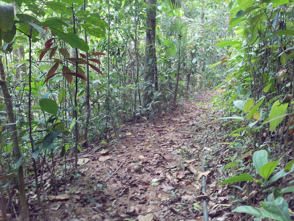 Arboretum